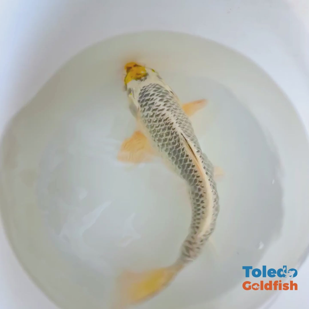12" Yellow Spot Silver Standard Fin Koi