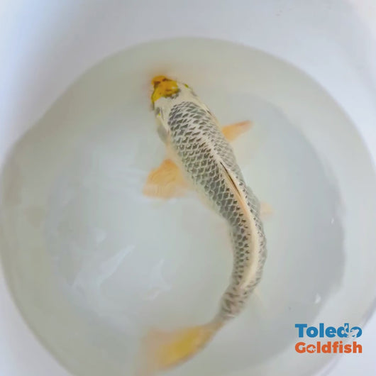 12" Yellow Spot Silver Standard Fin Koi