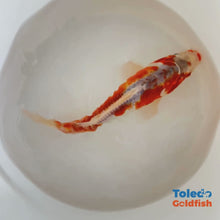 Load and play video in Gallery viewer, TOLEDO GOLDFISH | Orange White Doitsu Live Standard Fin Koi
