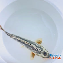 Load and play video in Gallery viewer, Toledo Goldfish | Live Standard Fin Koi
