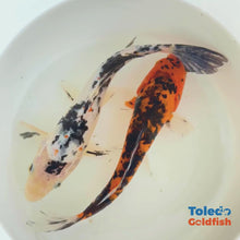 Load and play video in Gallery viewer, TOLEDO GOLDFISH | Live Standard Fin Koi orange/white/Black color mix
