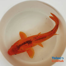 Load and play video in Gallery viewer, TOLEDO GOLDFISH | Orange Doitsu Live Standard Fin Koi
