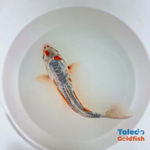 Load and play video in Gallery viewer, Toledo Goldfish | Live Standard Fin Koi
