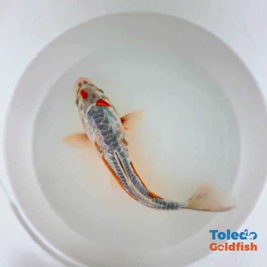 Toledo Goldfish | Live Standard Fin Koi