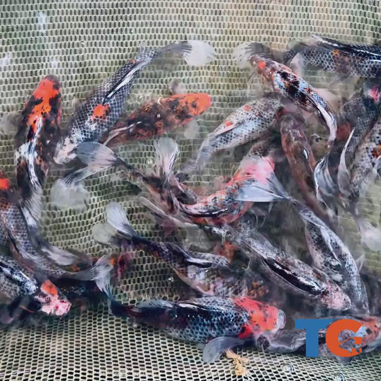 Toledo Goldfish black diamond Shubunkin Goldfish