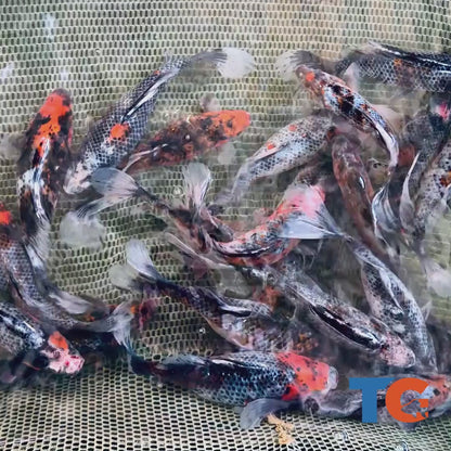 Toledo Goldfish black diamond Shubunkin Goldfish