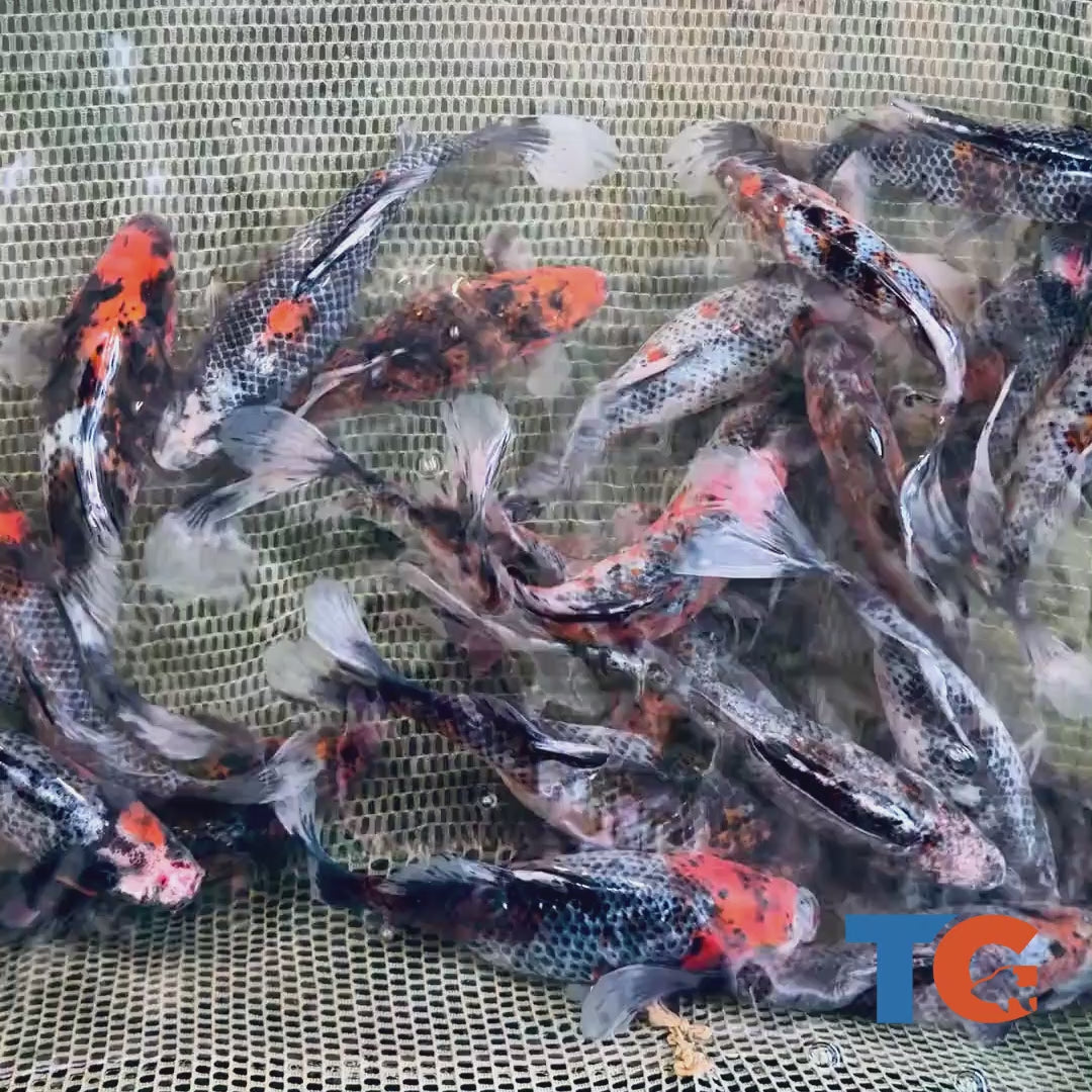 Toledo Goldfish black diamond Shubunkin Goldfish