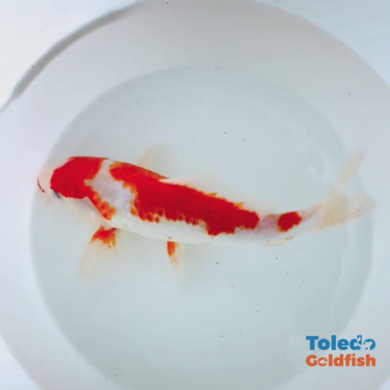 TOLEODO GOLDFISH | 10" Red and White Standard Fin Koi