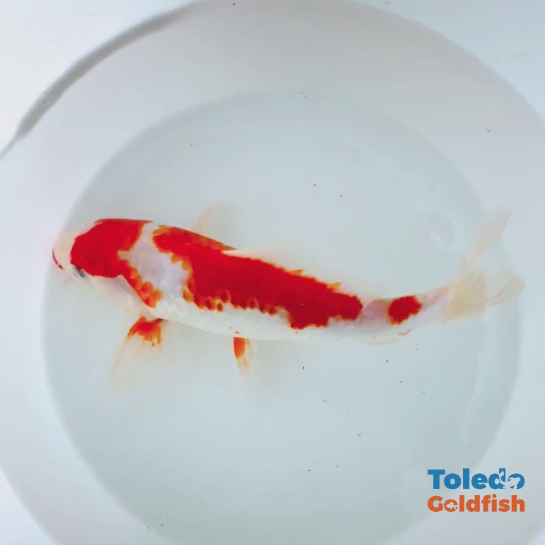 TOLEODO GOLDFISH | 10" Red and White Standard Fin Koi