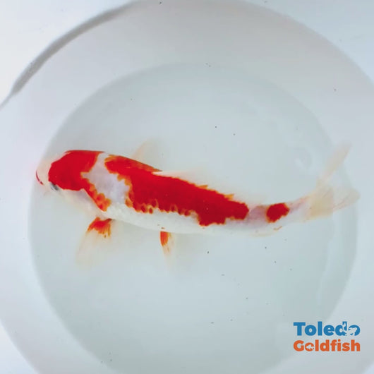 TOLEODO GOLDFISH | 10" Red and White Standard Fin Koi