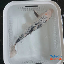 Load and play video in Gallery viewer, TOLEDO GOLDFISH | White &amp; Black Live Standard Fin Koi
