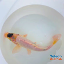 Load and play video in Gallery viewer, Toledo Goldfish Live Goldfish and koi
