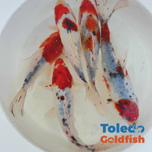 Load and play video in Gallery viewer, Toledo Goldfish | Red Cap Shubunkin Goldfish live goldfish
