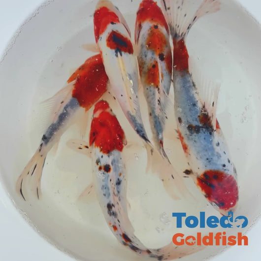 Toledo Goldfish | Red Cap Shubunkin Goldfish live goldfish