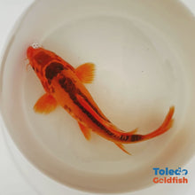 Load and play video in Gallery viewer, TOLEDO GOLDFISH | Orange Doitsu Live Standard Fin Koi
