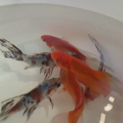 TOLEDO GOLDFISH | Shubunkin and common goldfish