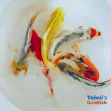 Load and play video in Gallery viewer, TOLEDO GOLDFISH | Live Standard Fin Koi bright color mix koi
