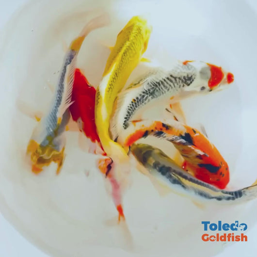 TOLEDO GOLDFISH | Live Standard Fin Koi bright color mix koi