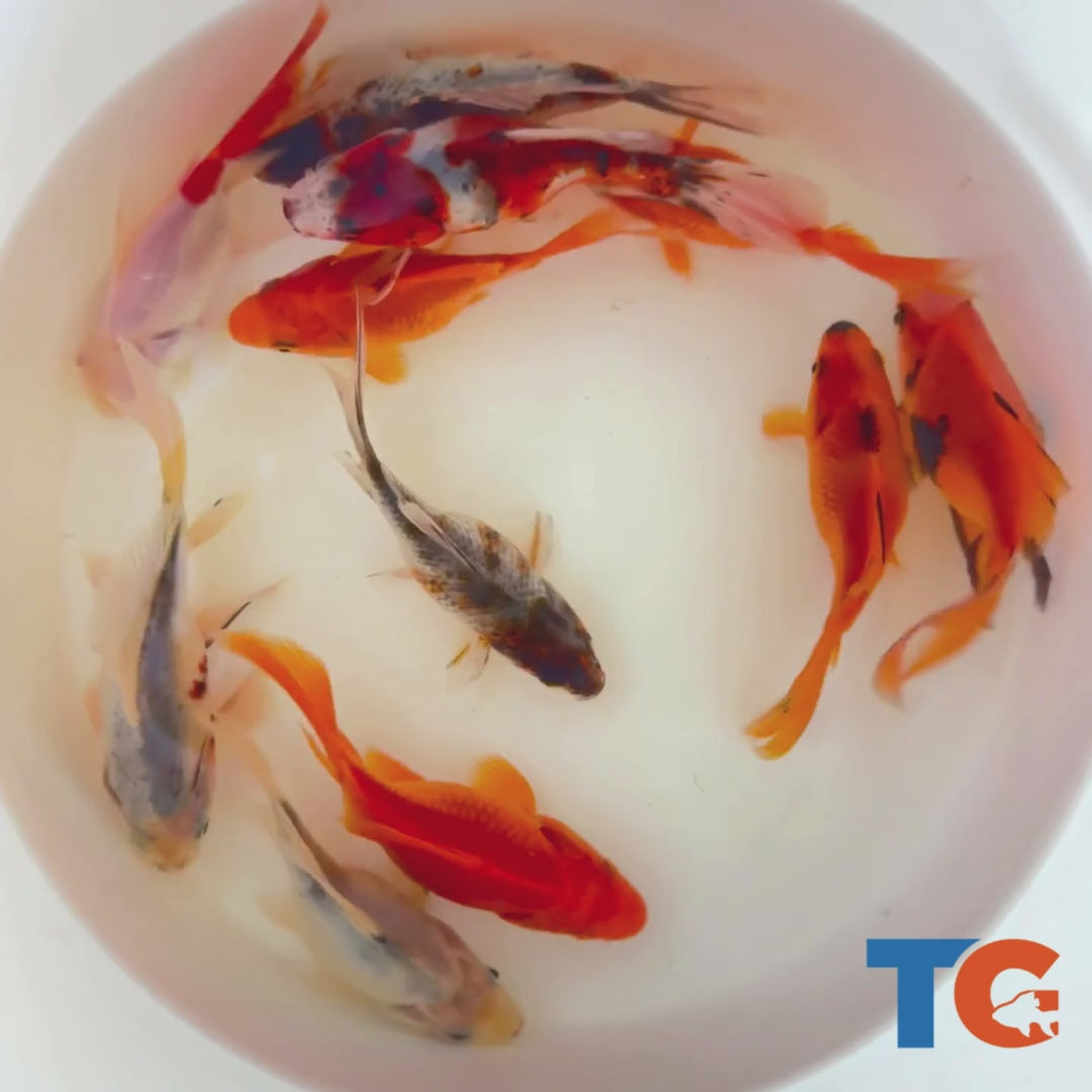 Purchase Live Goldfish Online Overnight photo
