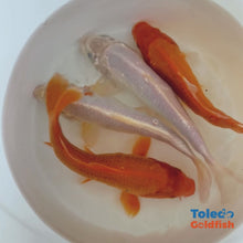 Load and play video in Gallery viewer, TOLEDO GOLDFISH | Live Standard Fin Koi orange/white color mix
