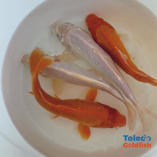 TOLEDO GOLDFISH | Live Standard Fin Koi orange/white color mix