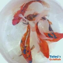 Load and play video in Gallery viewer, Toledo Goldfish Tiger Shubunkins
