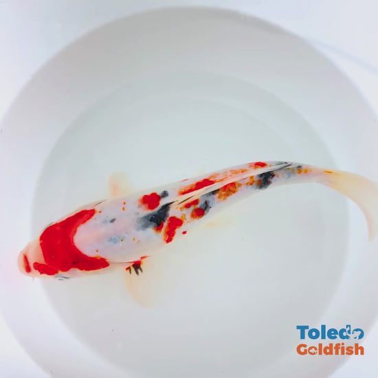 Toledo Goldfish | Live tri-colored koi
