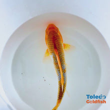 Load and play video in Gallery viewer, Toledo Goldfish | Live Goldfish &amp; Koi
