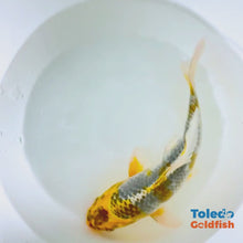 Load and play video in Gallery viewer, Toledo Goldfish | Live Standard Fin Koi
