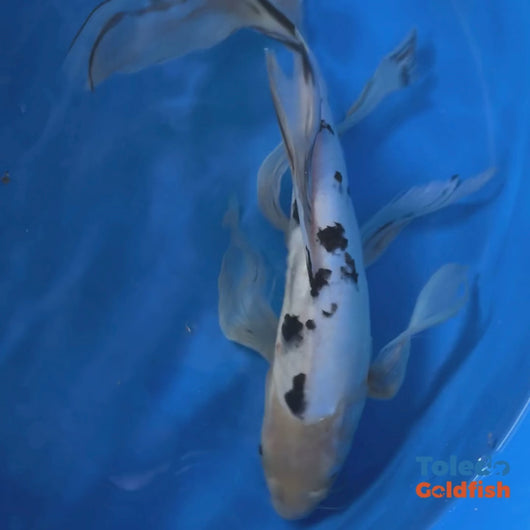 TOLEDO GOLDFISH | Black & White Live Standard Fin Koi