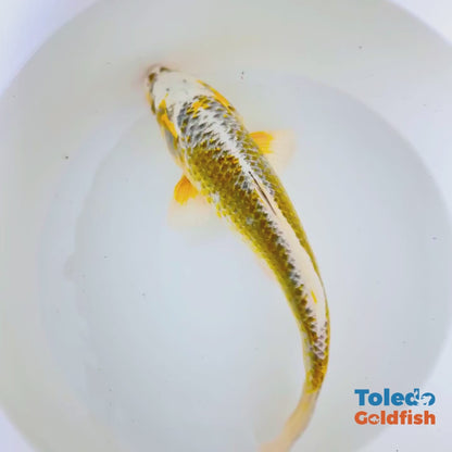 Yellow Butter Platinum standard fin koi1
