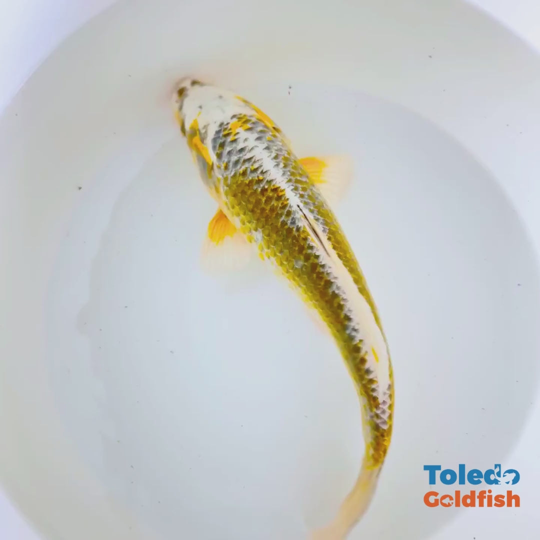 Yellow Butter Platinum standard fin koi1