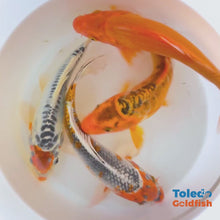 Load and play video in Gallery viewer, TOLEDO GOLDFISH | Live goldfish and koi
