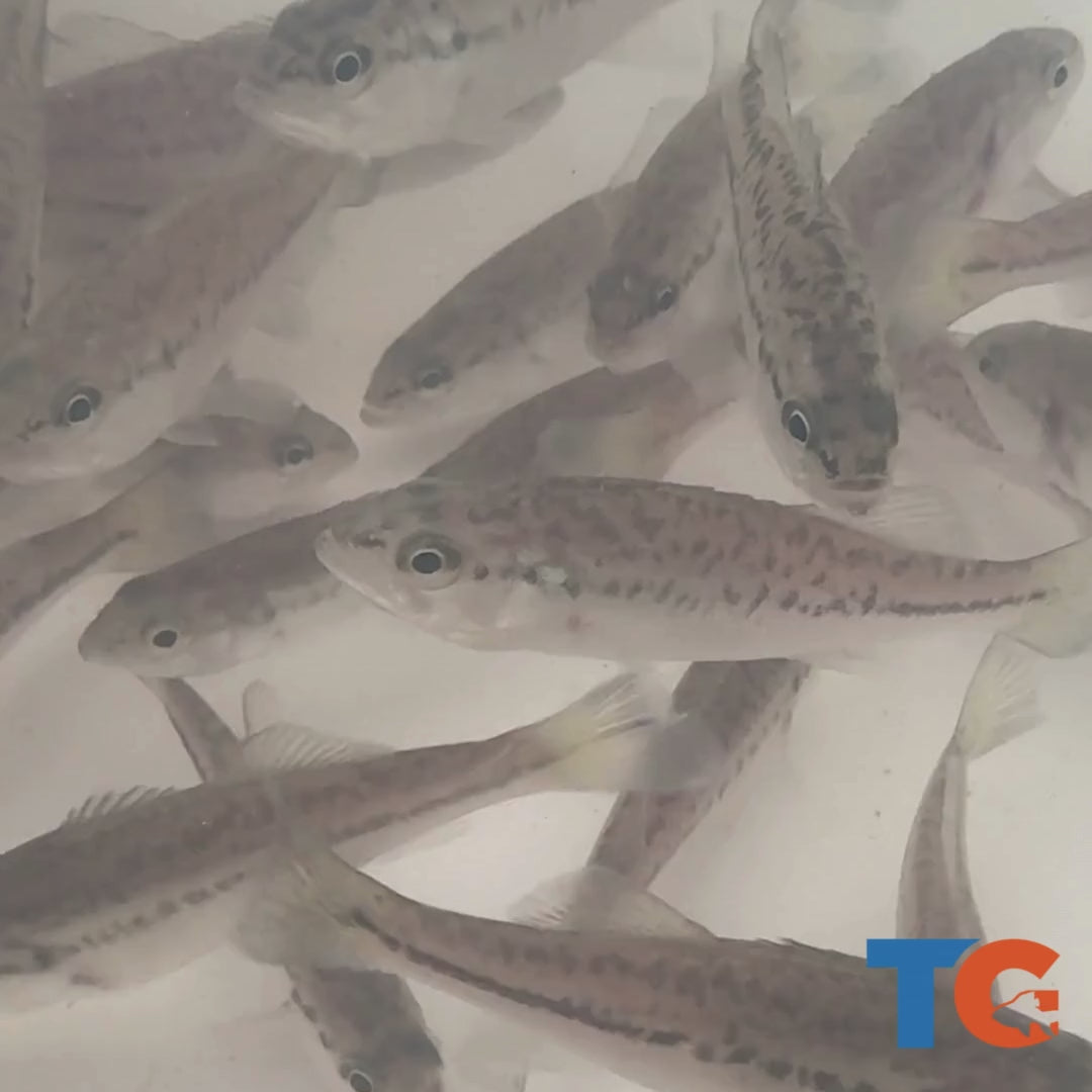 TOLEDO GOLDFISH | Live Largemouth Bass for pond stocking