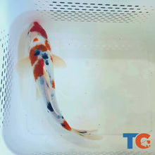Load and play video in Gallery viewer, Toledo Goldfish|Tri-Color Standard Fin Koi
