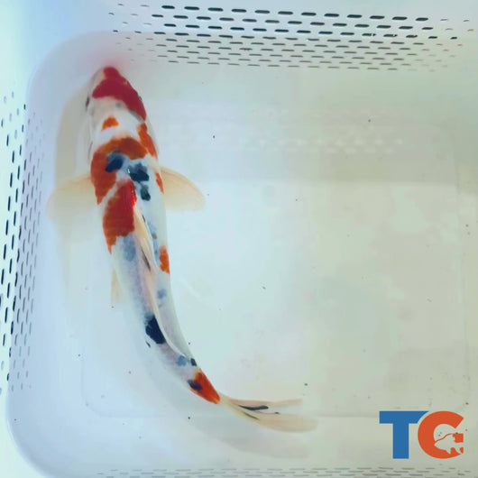 Toledo Goldfish|Tri-Color Standard Fin Koi