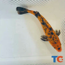 Load and play video in Gallery viewer, Toledo Goldfish| Orange and Black Standard Fin Koi
