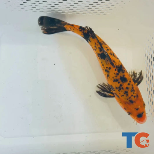 Toledo Goldfish| Orange and Black Standard Fin Koi