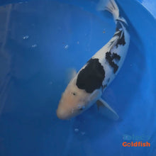 Load and play video in Gallery viewer, TOLEDO GOLDFISH | Black &amp; White Live Standard Fin Koi
