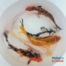 Load and play video in Gallery viewer, TOLEDO GOLDFISH | Live GinRin Standard Fin Koi 
