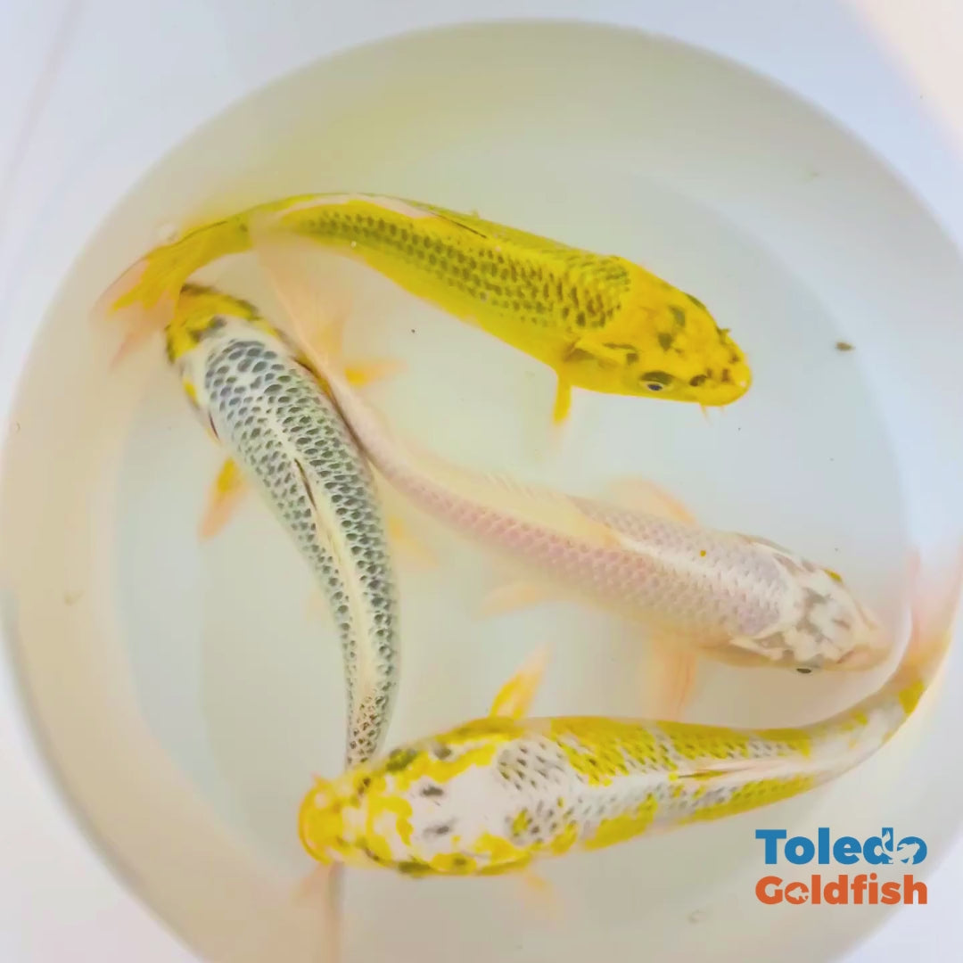 Toledo Goldfish | Live Platinum Yellow Koi