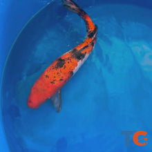 Load and play video in Gallery viewer, Toledo Goldfish|Standard Fin Koi
