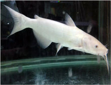 Load image into Gallery viewer, TOLEDO GOLDFISH | Albino Catfish
