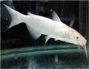 TOLEDO GOLDFISH | Albino Catfish