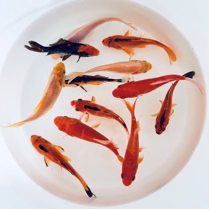 Toledo Goldfish Spooky Goldfish Mix