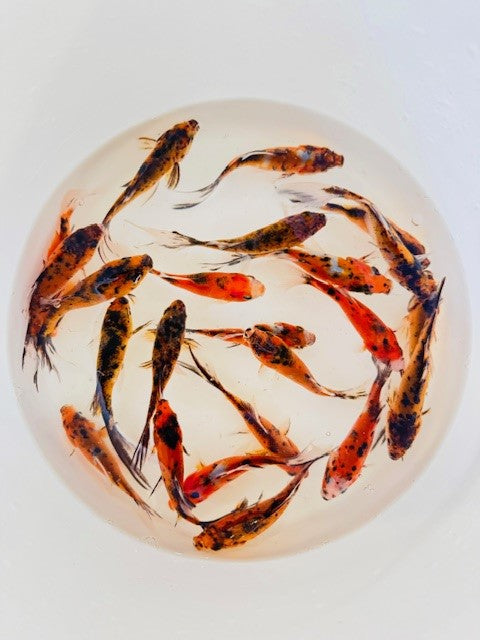 Tiger Shubunkin Goldfish For Sale | FREE SHIPPING | Live Arrival Guarantee