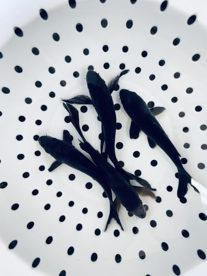 Toledo Goldfish Black Koi