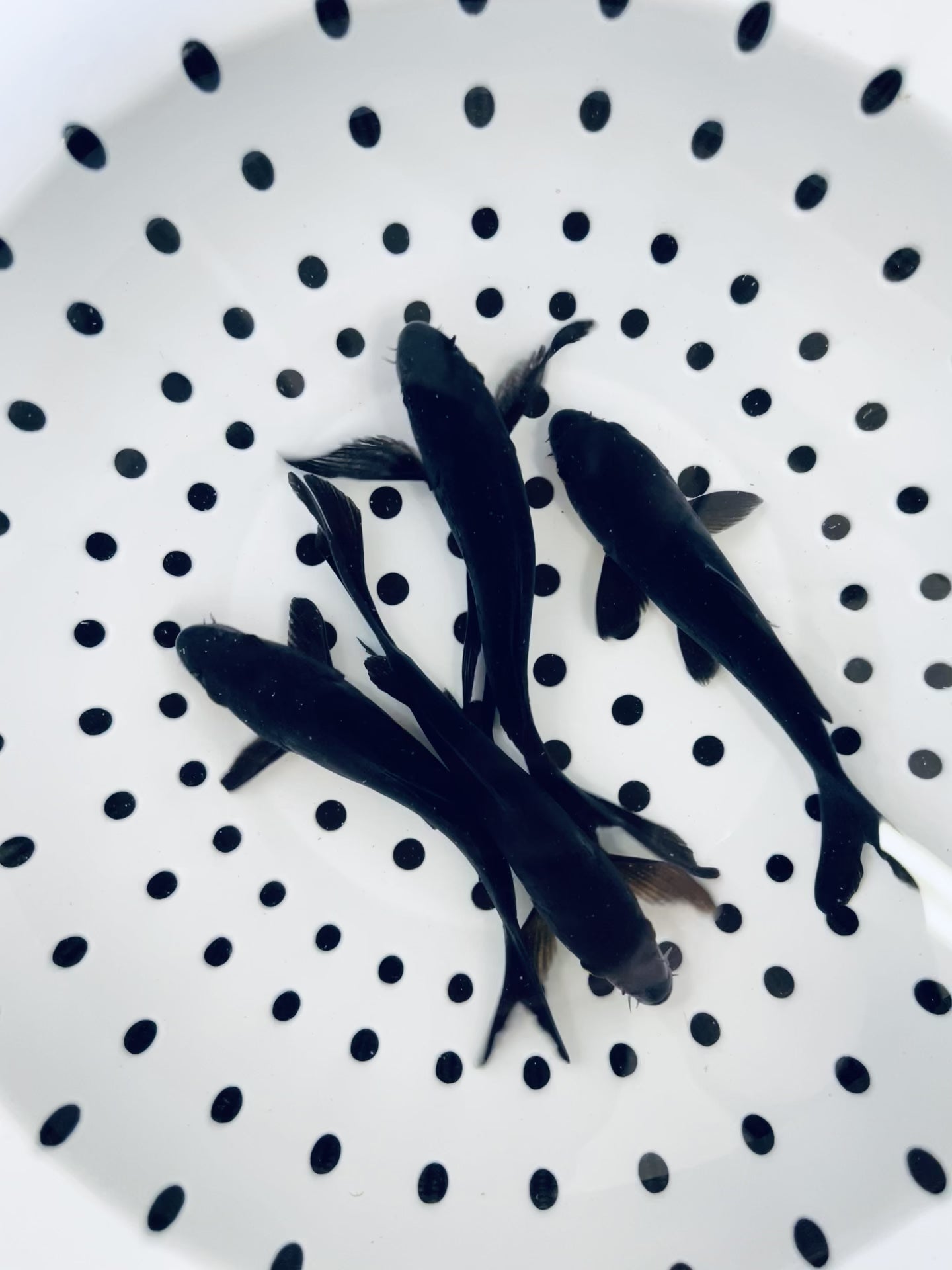 Toledo Goldfish Black Koi