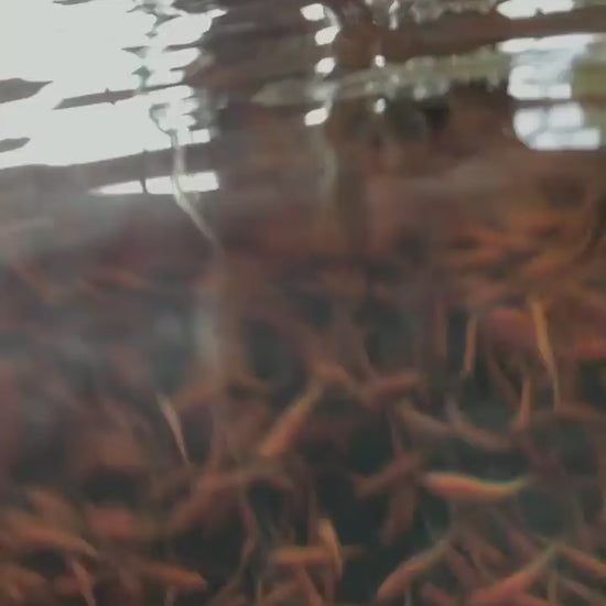 TOLEDO GOLDFISH | Rosie Red Minnows fathead pink minnows for pond stocking