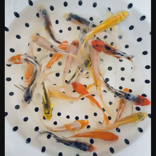 Toledo Goldfish Butterfly koi
